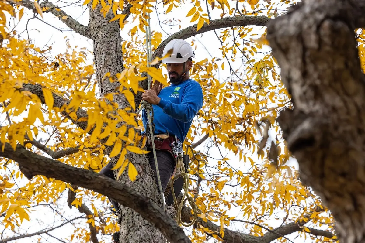 Skilled Tree Planing crew working in Paia